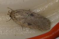 Agonopterix arenella