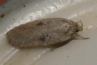 Agonopterix arenella