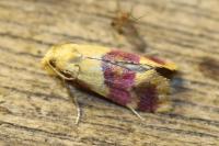 Diceratura ostrinana