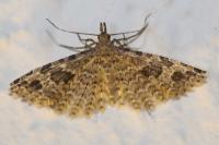 Alucita hexadactyla