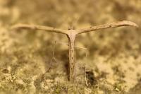 Emmelina monodactyla