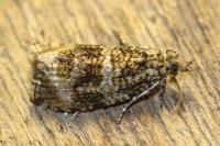 Celypha lacunana