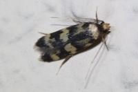 Oegoconia