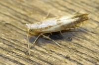 Argyresthia bonnetella