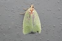 Tortrix viridana