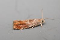 Epinotia tenerana