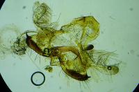 Coleophora albicosta