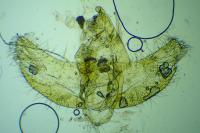 Agnoea josephinae