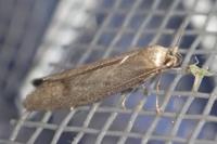 Agnoea josephinae