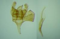 Diplodoma laichartingella