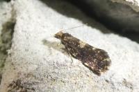 Diplodoma laichartingella