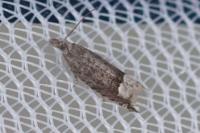 Ancylis tineana