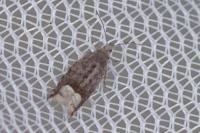 Ancylis tineana