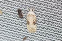 Agonopterix alstroemeriana