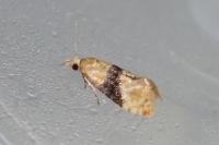 Eupoecilia ambiguella
