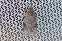 Apotomis semifasciana