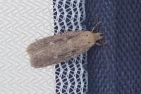 Platyedra subcinerea