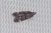 Dichomeris alacella