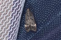 Dichomeris alacella