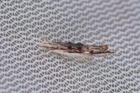 Ypsolopha scabrella