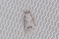 Symmoca signatella
