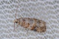 Lobesia botrana