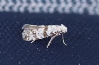 Scythropia crataegella