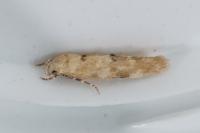Mompha epilobiella