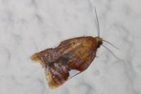 Acleris holmiana