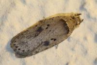 Agonopterix yeatiana