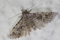 Alucita hexadactyla
