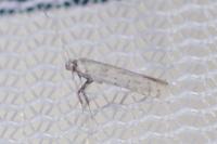 Povolnya leucapennella