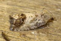 Cydia splendana