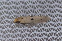 Tinea trinotella