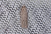 Platyedra subcinerea
