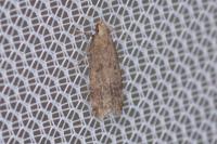 Pexicopia malvella
