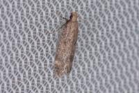Pexicopia malvella