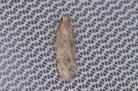 Pexicopia malvella