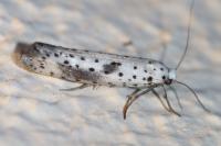 Yponomeuta irrorella