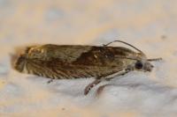 Eucosma gr. cana