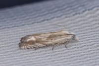 Eucosma albidulana