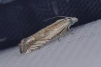 Eucosma albidulana