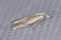 Eucosma albidulana