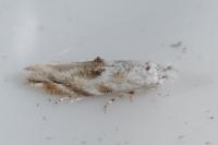 Bucculatrix albedinella