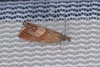 Dichrorampha acuminatana