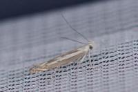 Isophrictis lineatella