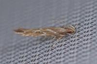 Pyroderces argyrogrammos