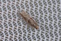 Ancylis comptana