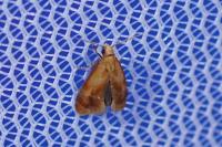 Gynnidomorpha rubricana