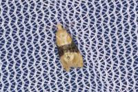 Eupoecilia ambiguella